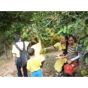 Plucking rambutans at Teluk Kumbar Fruit Orchard